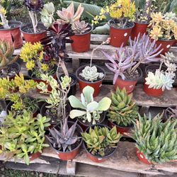 Variety Of Succulents Plants 