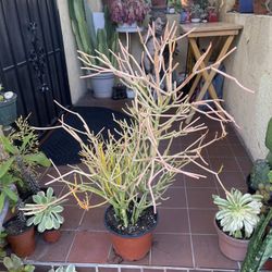 Fire stick Tree succulent plant