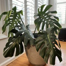 Large Monstera Deliciosa Plant