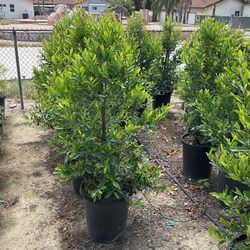Carolina Cherry ‘Compacta’