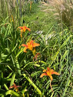 Day Lily