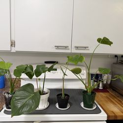 Monstera Deliciosa $4 to $8