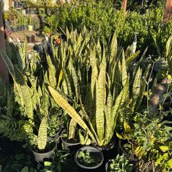Snake Plants