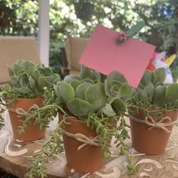 teacher gift succulents 