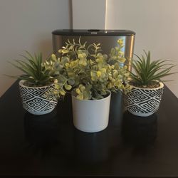 Small Decorative plants 