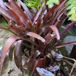 Rare Billbergia Bromeliad Cultivar 