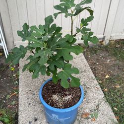 Chicago Hardy Fig Tree 