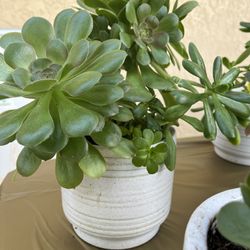 Succulents Plants New White Ceramic Pots