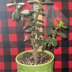 Succulent Crassula Ovata JADE live natural plant