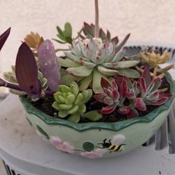 Beautiful Succulent Planter