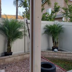 Phoenix Roebeleni Palm trees 