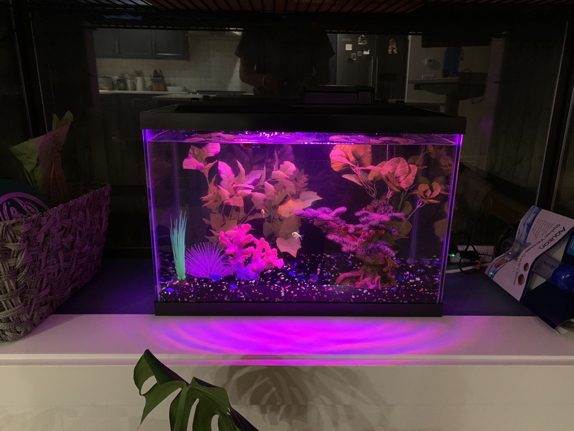 20 gallon aquarium— comes with the fish and all the decor!