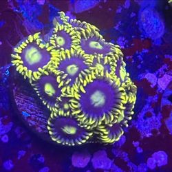 Zoa Colony Display Decor