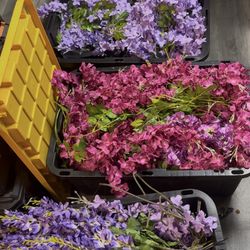 Purple and Fuschia Wisteria 