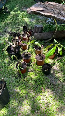 Plumeria Cuttings 