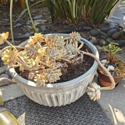 Great Deals! Toaster Oven Stool Plants And Free Items!