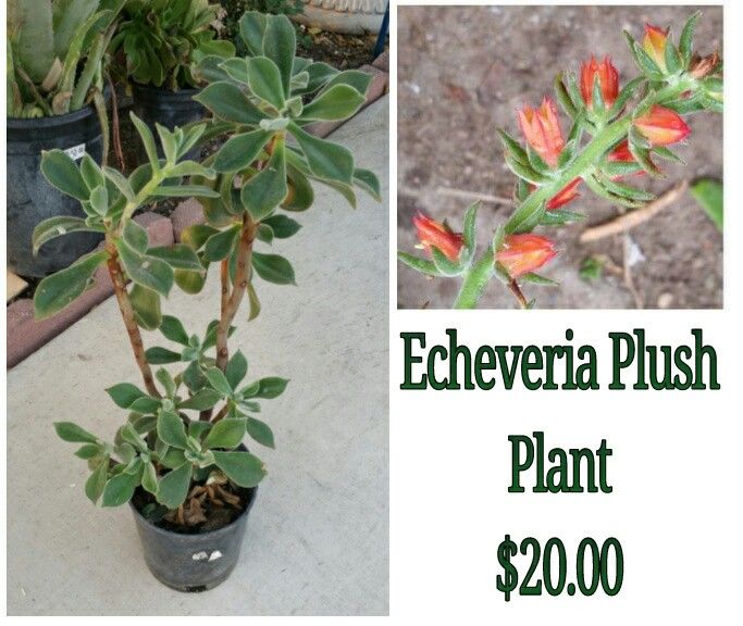 Echeveria plush plant