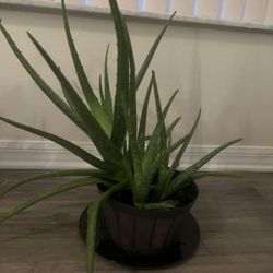 Aloe Vera