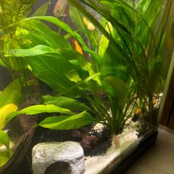 Amazon Sword Plant Babies 2$