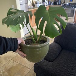 House Plant With Pot 