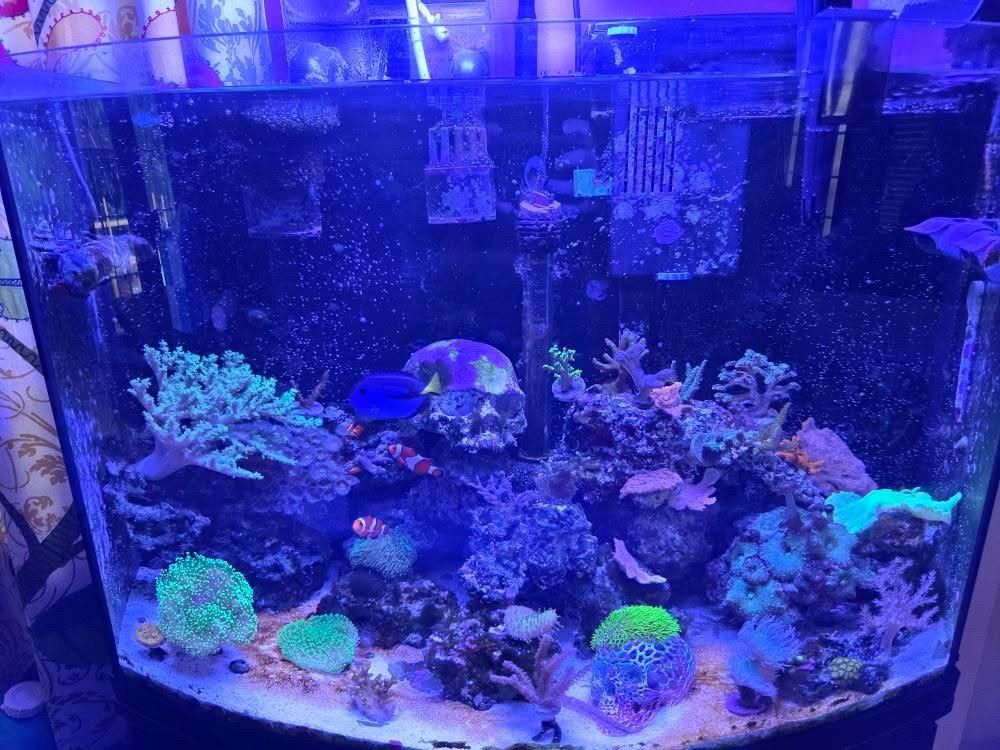 36 Gallon Reef Tank