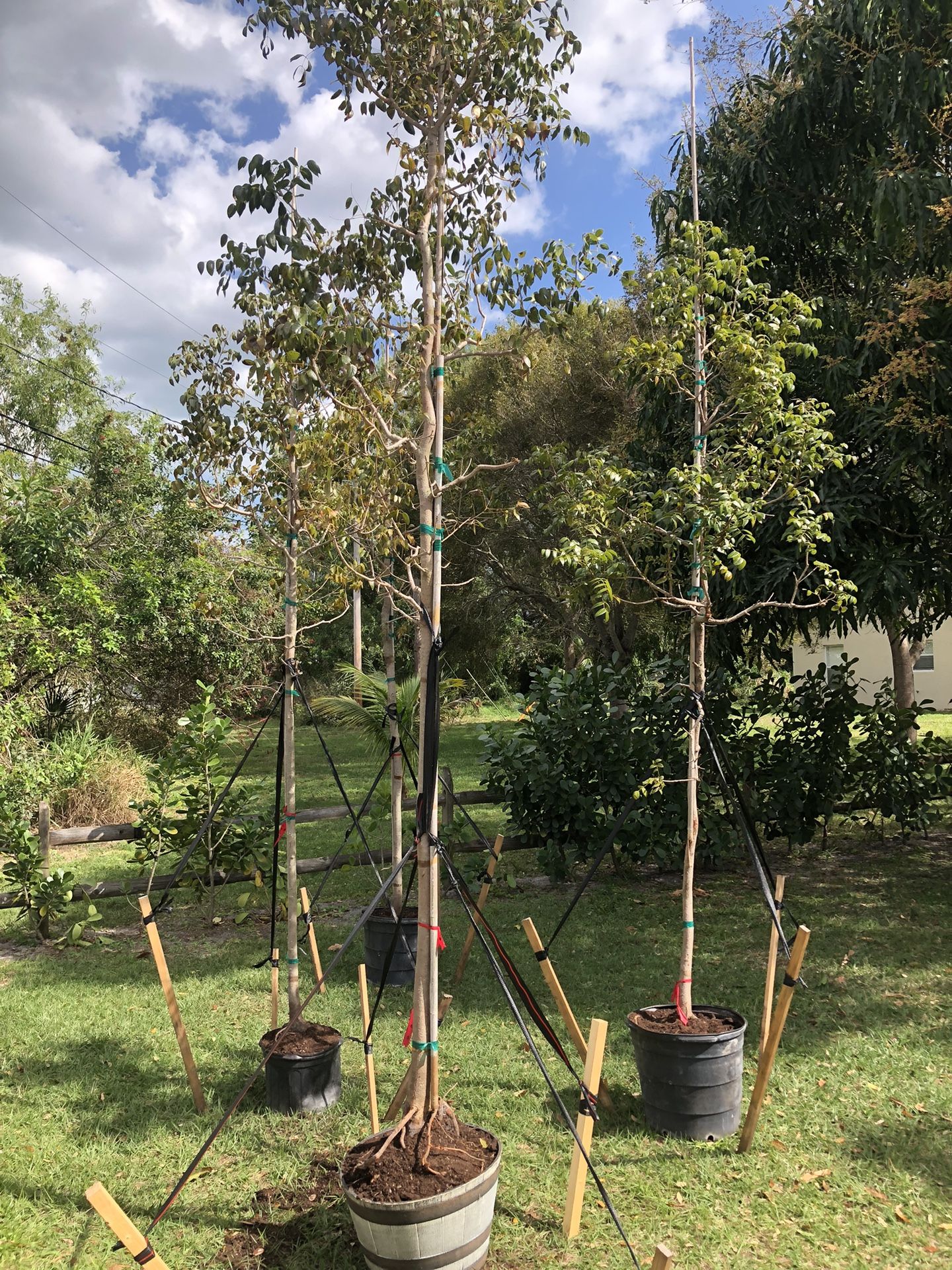 New Builder Special West Indian Mahogany Trees