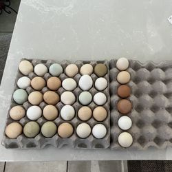 Free Range Organic Eggs 