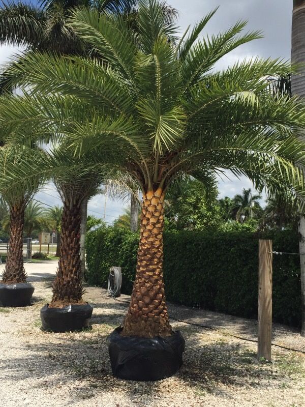 Sylvester palms 100 ft of trunk, for Sale in Hialeah, FL