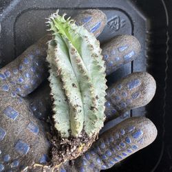 Rare Cactus