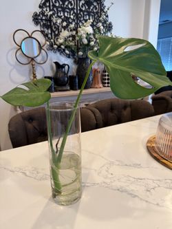 Healthy beautiful monstera