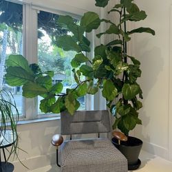 8 FT UNIQUE BRANCHING FIDDLE LEAF PLANT
