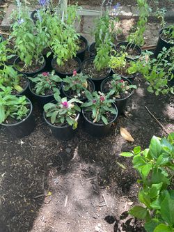 Globe amaranth plants