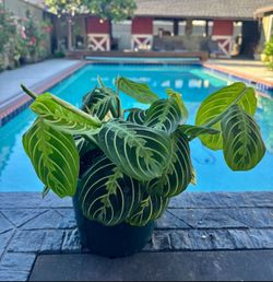 Miranta lemon lime 6” pot A