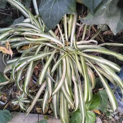 Spider Plant