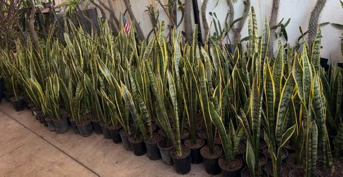 Snake plant