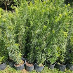 podocarpus 4 feet tall $10, 6 feet tall $35 , 7 feet tall 8 feet tall