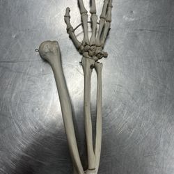 Medical Anatomical Right Hand/ Arm Assembly