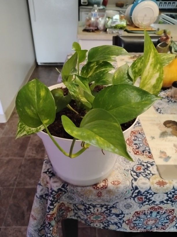 Plant