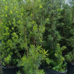 Podocarpus 15gl $45🏡🏡