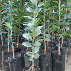 Arboles De Limon Verde Sin Semillas $30