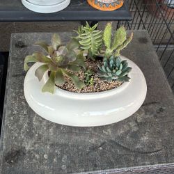 Potted Succulent 