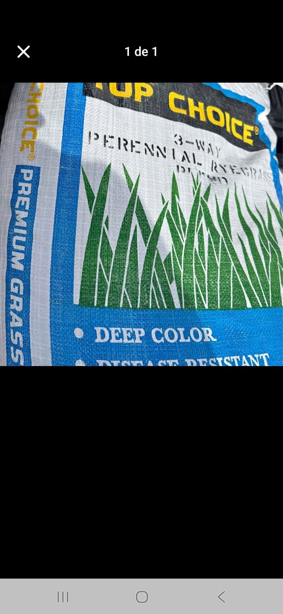 winter grass seed