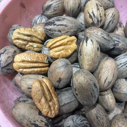 Fresh Pecans Picked Up 12-1-24.    4.00 A Lb 