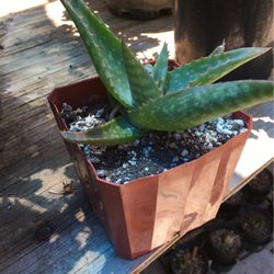 Aloe Vera Succulent Plant
