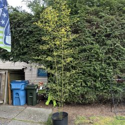Black Bamboo (clumping)
