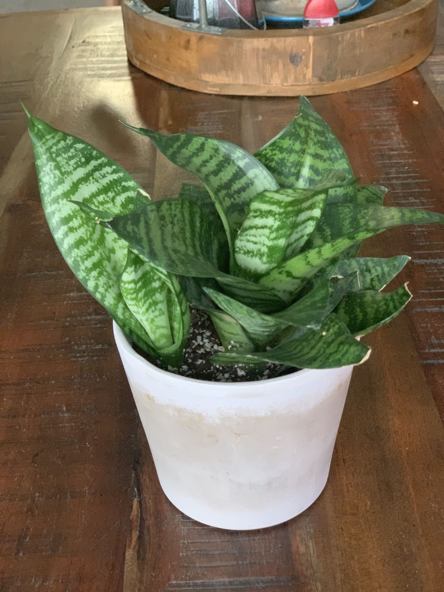 Birdnest snake plant in a terracota pot