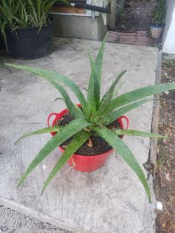 Aloe vera plant