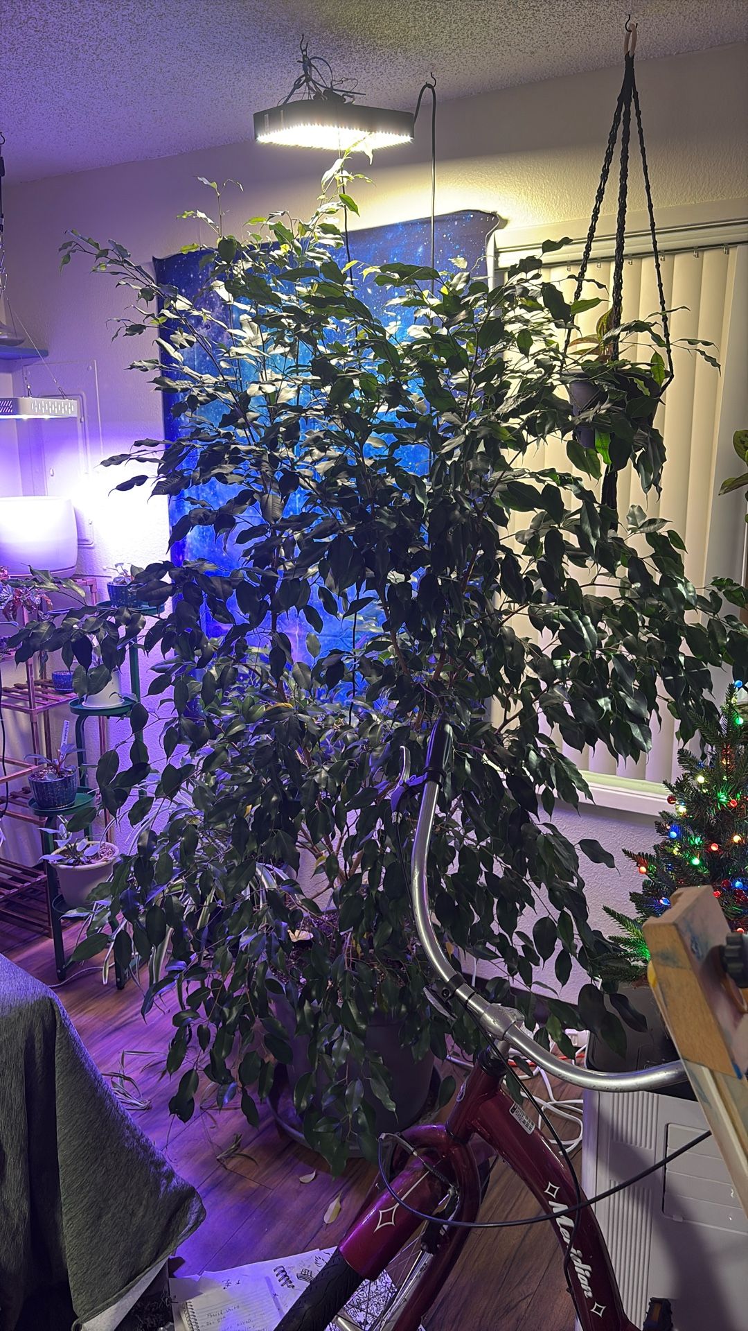 Indoor Tree 7’+