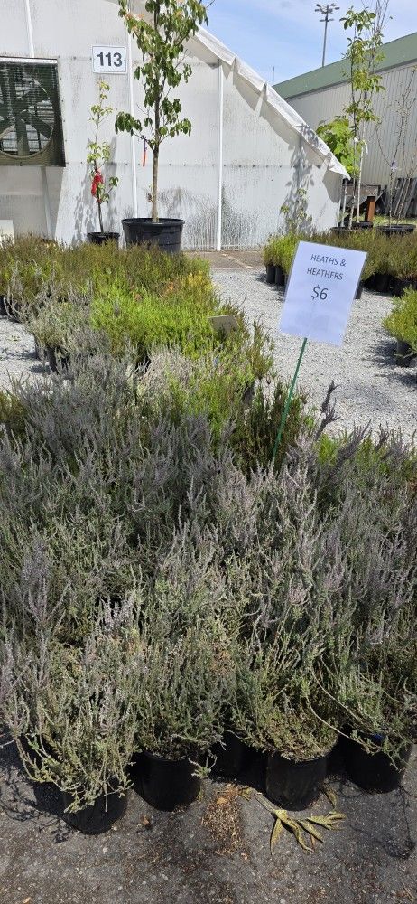 PLANTS FOR SALE - Heathers