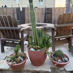 Cacti And Succulents 